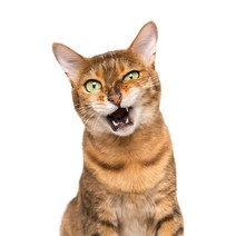 차량용 냉장고 미니 냉온장고 캠핑용 온장고 3Ratels CM29 사랑스러운 고양이 페르시아 Birman Bombay 영국, 07 CM29-7_05 50cm( 19.7inch)