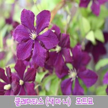 충주원예조경 향기 클레마티스(더 프레지던트)*포트묘, 주