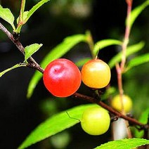 묘목 이스라지(산앵두) 실생1년 /5주 W0274