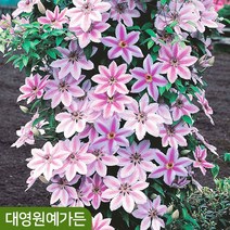클레마티스(큰꽃으아리) 36종 - 관목 덩쿨식물 포트묘, 29. 제너럴 시코르스키 10cm포트