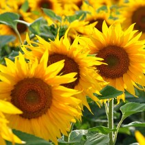 ++티앤북++씨앗팜 정원 야생화 꽃씨 종자 해바라기 씨앗판매 씨 화단꾸미기 꽃씨 씨앗 꽃기르기++