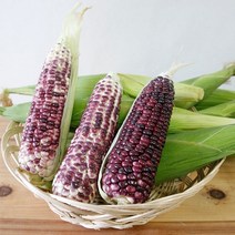 불로치농장 곡성 냉동 흑찰옥수수3팩(9개), 냉동흑찰옥수수3팩(9개)15cm이상