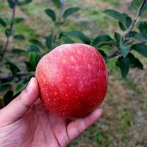 경북 문경 주스용 못난이 흠집사과 10kg 30과 내외, 가정용사과 10kg