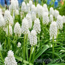 무스카리 춘식 구근 입고 금강원예, 세베리안타이거(5구1팩), 1개