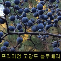 블루베리효능 고씨네 1kg 생블루베리 특급 블루베리, 특급 블루베리 생과 1kg, 특급 블루베리 생과 1kg