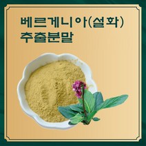 베르게니아 설화 추출분말 50g 샘플, 단품, 단품