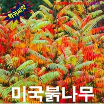 (나무씨앗) 미국붉나무(글라브라붉나무) 5립, 상세페이지 참조