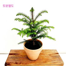 에덴플랜트 아라우카리아 업사이즈 소품 크리스마스트리 집들이선물 감성 인테리어