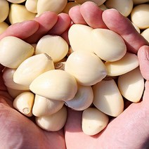 2021햇마늘 생마늘 토종마늘 햇마늘반접 50개