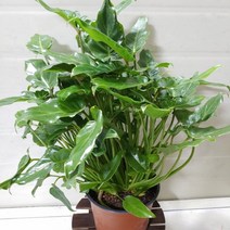 [성심] 쎌렘(제나두)119