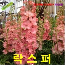 씨앗 팝플라워 락스퍼-살구색(Salmon) 10립