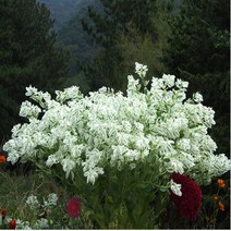 설악초 10립 한여름에 내리는 눈