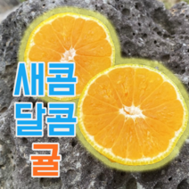 봉범이네 귤농장 귤5kg 귤10kg 햇귤 불로초감귤 불로초귤 서귀포귤 조생귤 노지귤 못난이귤 저농약귤, 1, 존맛탱 불로초(로얄) 10kg