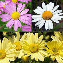 구절초(중품) 5색혼합묶음 빨강 노랑 주황 분홍 흰색 노지월동가능, 1개