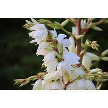 실유카 x 10포트 야생화 노지월동 식물 초화류 베란다 거실 실내화초 봄꽃 화분 (DU)