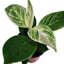 키우기쉬운식물 아이비나무 스킨답서스 행운목 개운죽 풍란 테이블야자 호야 선인장 산호수 율마 천냥금 오렌지자스민 수퍼바 산세베리아 금전수 스파트필럼 스투키 문샤인 남천 고무나무, 17. 무늬콩고 1개