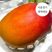 한정판매 새벽배송 당일배송 애플망고 1kg 2kg 4kg 프리미엄 초고당도 과일 수입과일, 프리미엄 수입산 애플망고 4kg