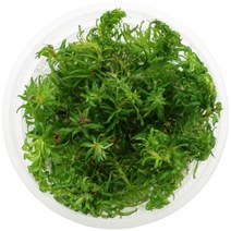 [킴아쿠아] 무균수초 판타날 레드 핀네이트