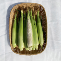 가정용 간식 달콤 당도 높은 제철 고훙 생옥수수 백초당 옥수수 10개입 15-23cm