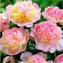 뿌리/작약 ( 라즈베리 선데이)개화주 B1355