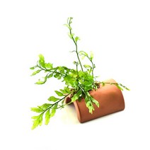 수초-볼비티스 반구형토분 활착-어항 수족관 수중식물, 없음