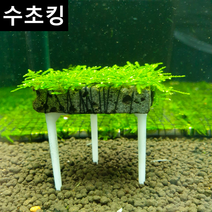 [수초킹] 삼각(자와)모스 활착 거치대 포함, 5cm x 5cm 1개