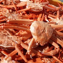 당일조업 구룡포 자숙 연지 홍게, 자숙 연지홍게 비품(다리수율 70%) 12마리