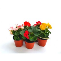 꽃베고니아 (소품) 베고니아키우기 실내화분 공기정화식물