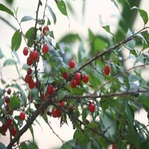 ☆로코스마트☆locosma_이스라지 3년생 H0.6-0.8 (산앵두) 조경용묘목 나무 정원묘목 정원수 정원나무_좋아요또만나요good^^b, 좋아요이상품!!