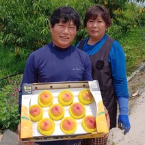 산지직송 햇사레 복숭아 (장호원 감곡), (중과) 황도 12과 / 3kg