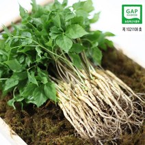 순수 새싹삼 [GAP] 대 70 뿌리 (25cm 이상) 1box 선물포장 가능 (오후 2시이전 주문시 당일발송), 일반 포장