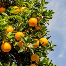 향기에반하다 플뢰르도란제27 프래그런스오일 Fleur Doranger 27 플뢰르도랑제 향수 디퓨저 만들기 방산시장, 플뢰르도란제27 프래그런스오일 100ml