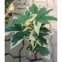 애기팔손이 공기정화식물 관엽식물 토분 풀잎이야기, 기본 플라스틱 포트, 1개