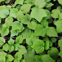 금화규모종 5주(5포기), 5개