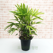 도희씨네 정원>>블링블링 서황금 무늬 관음죽 590, 1개” class=”wr-img”></a></div></p></div></p></div></p></div><div class=