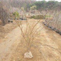 [좋은원예] 장미조팝 H1.5m이상 분, 1개