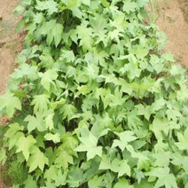 민엄나무/근삽1년특묘(3주묶음)묘목/e1184, 1개