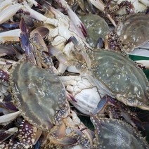 산지직송 국내산 서해안 알배기 활 암꽃게 숫꽃게 생물 급냉 냉동 꽃게 1kg 2kg 3kg 4kg 5kg, 1. 활 암꽃게 5kg