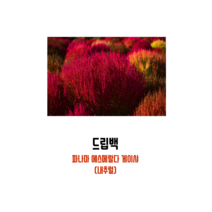 드립백 - 파나마 에스메랄다 게이샤 (내추럴) 1개(12g)