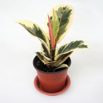 그린플랜트 공기정화식물 수채화고무나무 품종색상랜덤 1+1