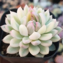 [ 37가지 ] 특별한 다육식물, 10번-메비나금