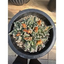 [해와달다육] 미파 다육이