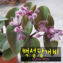 허브여울다육 백설달개비(털달개비 백설희) 지름 9cm 소품 다육화분, 1개