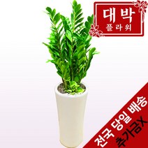 꽃친구 금전수 돈나무 개업 축하 화분 전국당일배송 이사선물 식물