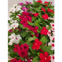 일일초 4개 발송 색상랜덤 10~25cm 99