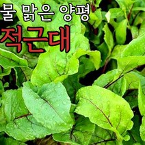 당일 수확 배송 적근대 500g 1kg, 적근대_1kg