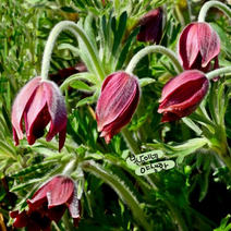 토종할미꽃 [4포트] (복남이네 야생화 모종 풀사틸라 pulsatilla)