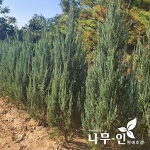 [나무인] 블루엔젤 키1.5미터