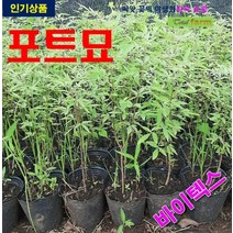 포트묘 바이텍스 3주, 1개