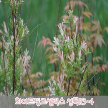 충주원예조경 / 화이트핑크셀릭스 / 성목R3~4 분묘, 주